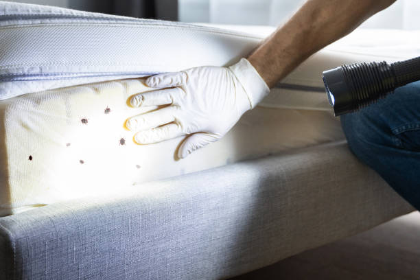 Pest Prevention Services in Vista Santa Rosa, CA